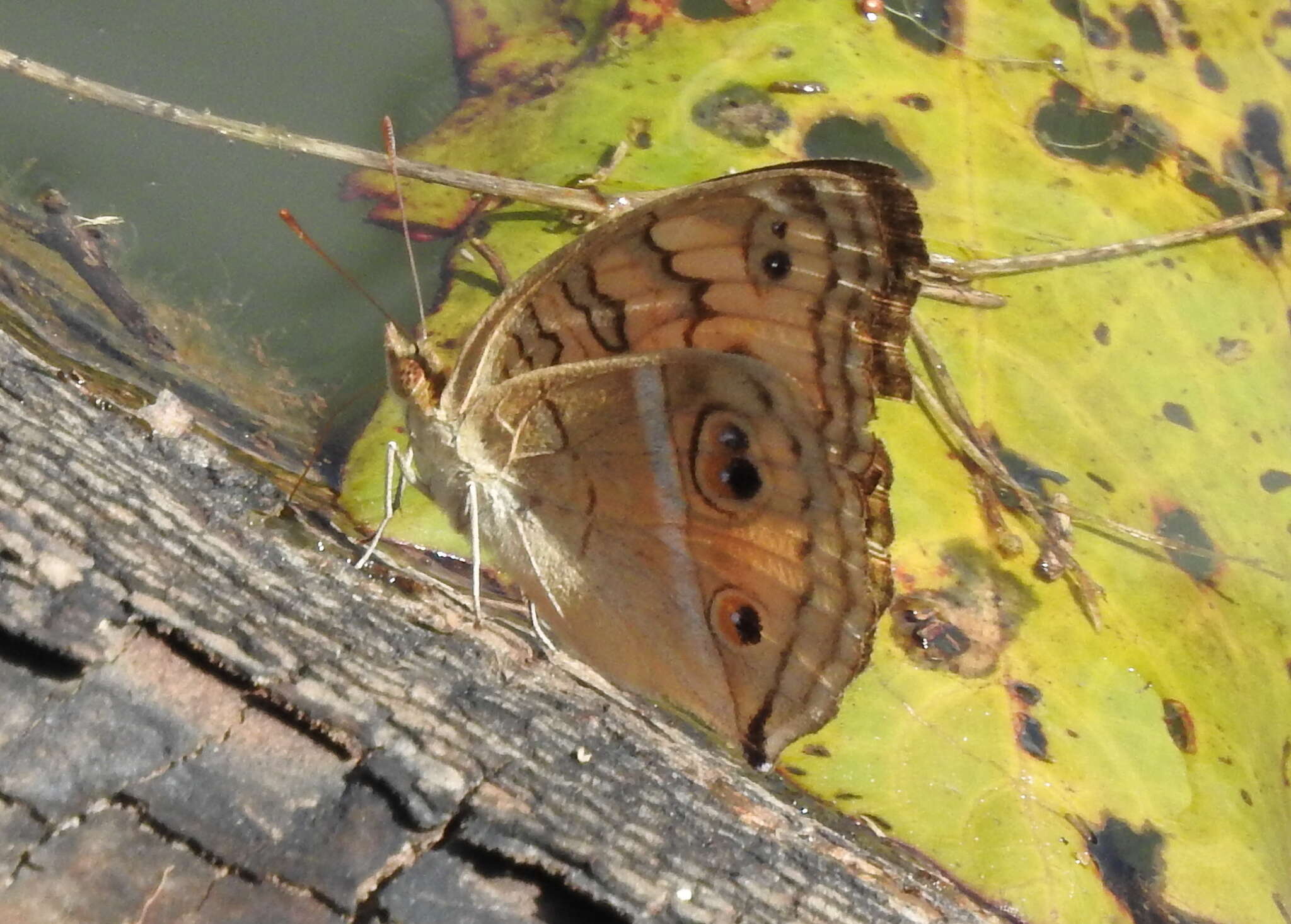 Image of Peacock Pansy