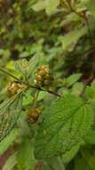 Image of Lantana horrida subsp. horrida