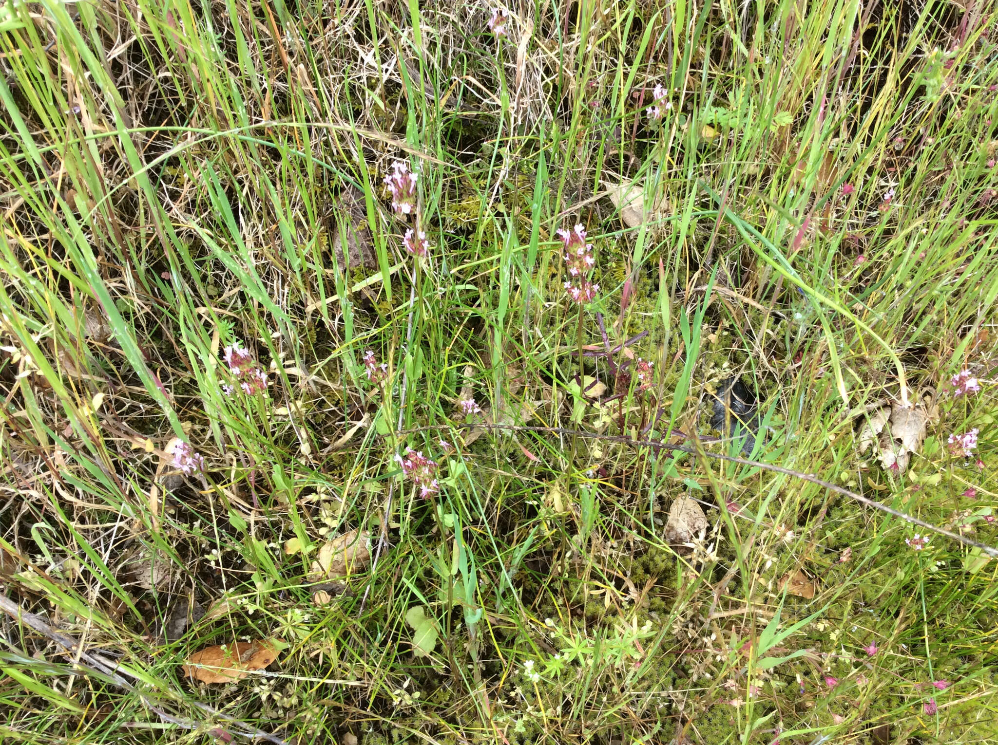 Plancia ëd Valeriana ciliosa (Greene) Byng & Christenh.