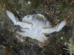 Image of ninetooth pebble crab