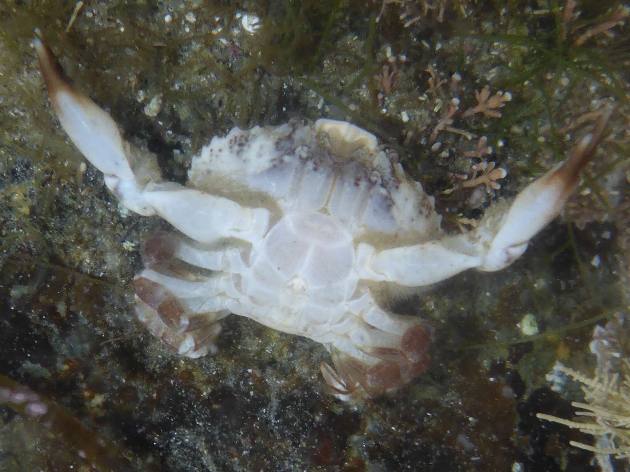 Image of ninetooth pebble crab