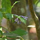 Image de Faramea hyacinthina Mart.