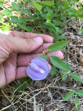 Image of spurred butterfly pea