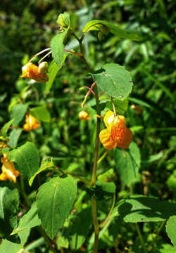 Image of jewelweed