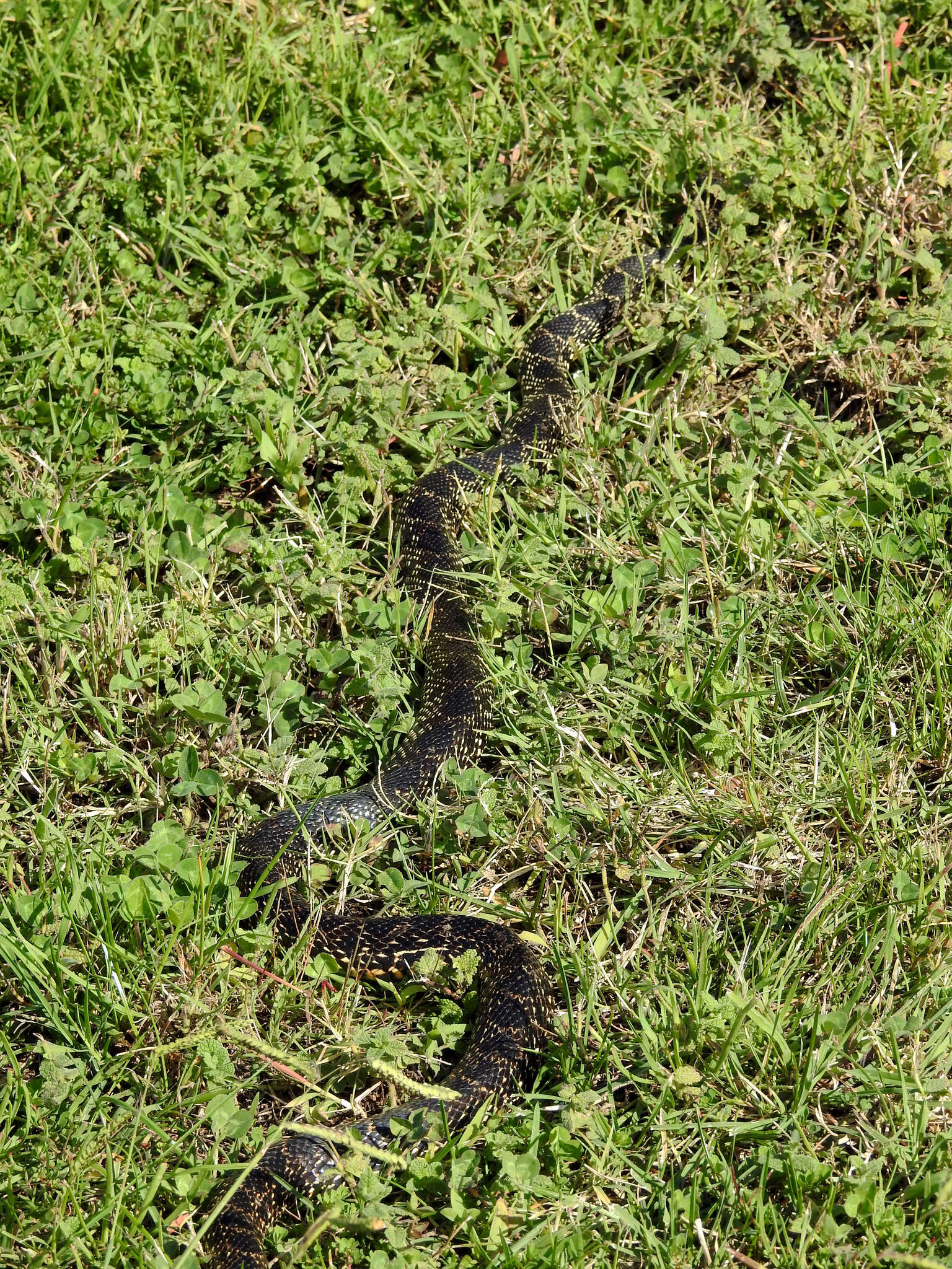 Image of Horseshoe Whip Snake