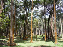 Image of Barbel palm