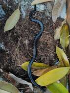 Image of Cylindrophis jodiae Amarasinghe, Ineich, Campbell & Hallermann 2015