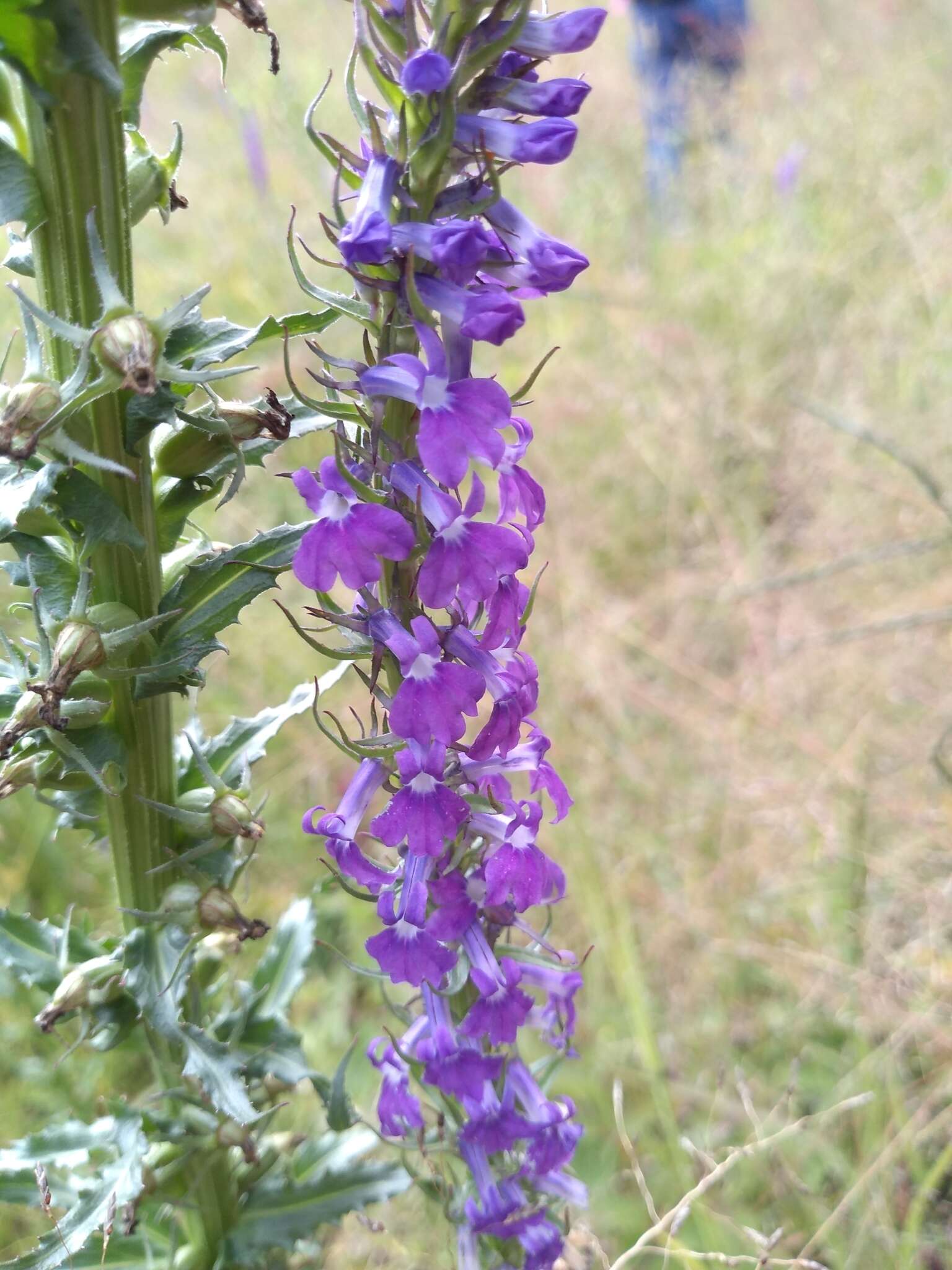 Imagem de Lobelia fenestralis Cav.