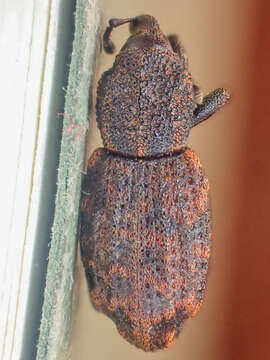 Image of Steremnius carinatus Dalla Torre & Schenkling 1932