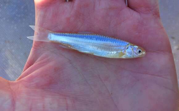 Image of Rio Grande Minnow