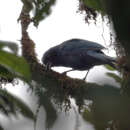 Image of Cyanolyca armillata quindiuna (Sclater, PL & Salvin 1876)