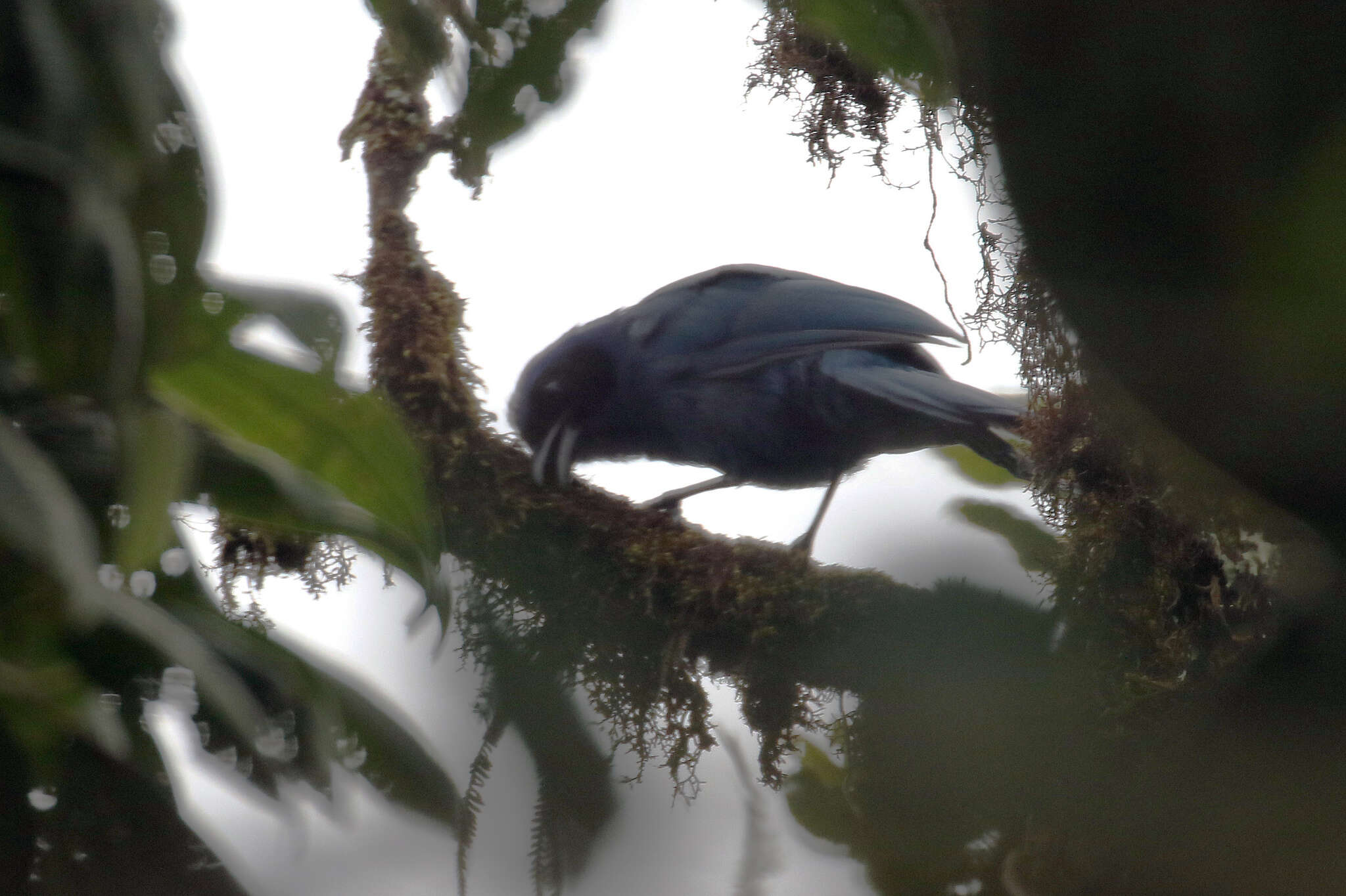 Image of Cyanolyca armillata quindiuna (Sclater, PL & Salvin 1876)