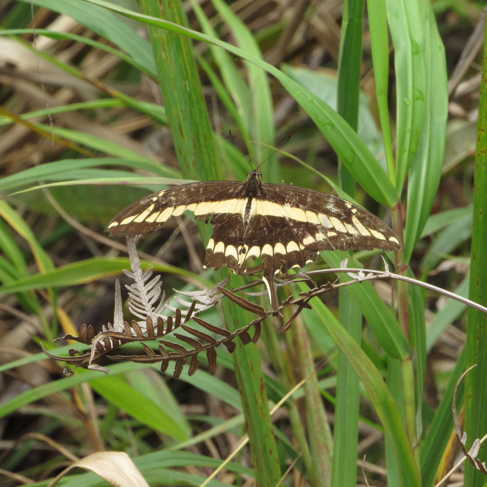 Image of Papilio paeon Boisduval 1836