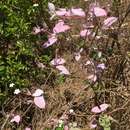 Image of Paederia farinosa subsp. rosea Puff