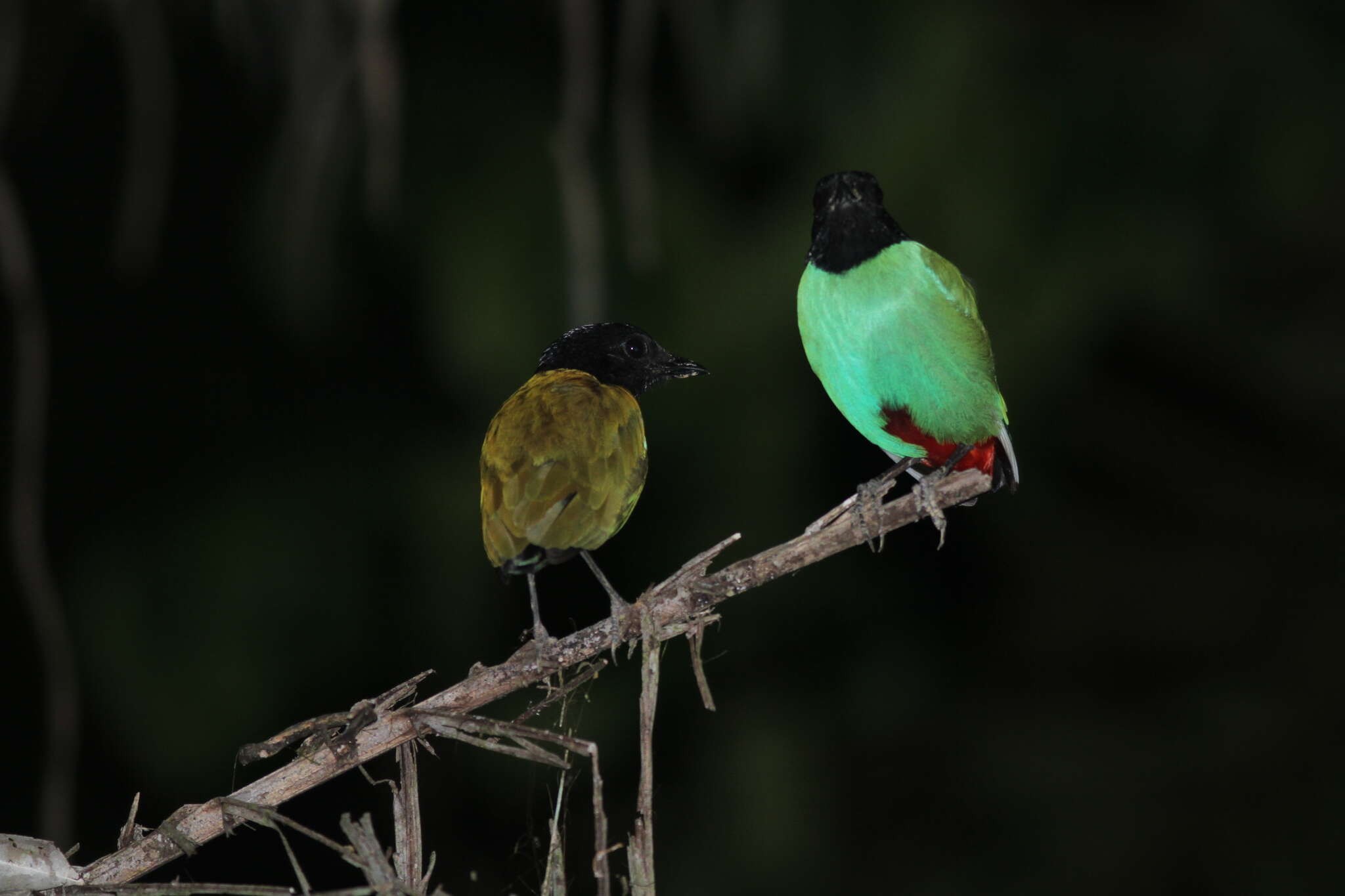 Pitta sordida mulleri (Bonaparte 1850) resmi