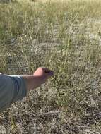 Image of Ash Meadows Gumweed