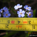 Image of Myosotis afropalustris C. H. Wright