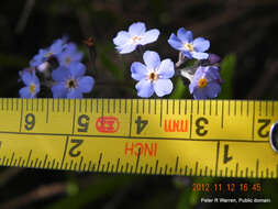 Image of Myosotis afropalustris C. H. Wright