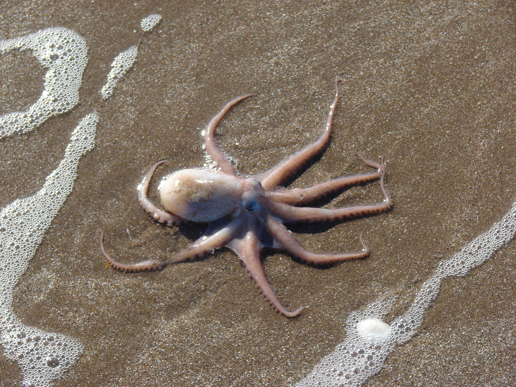 Image of Tehuelche octopus