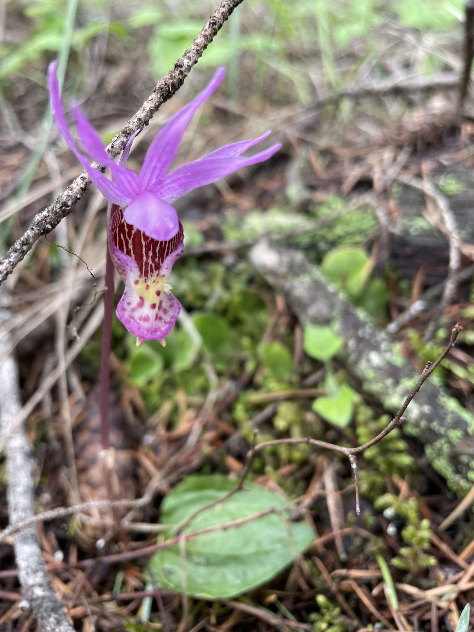 Image of Calypso Salisb.