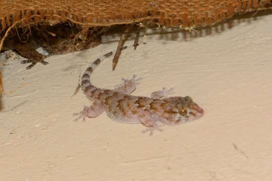 Image of Bibron's Thick-toed Gecko