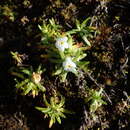 Image of Plagiobothrys linifolius (Lehm.) I. M. Johnst.