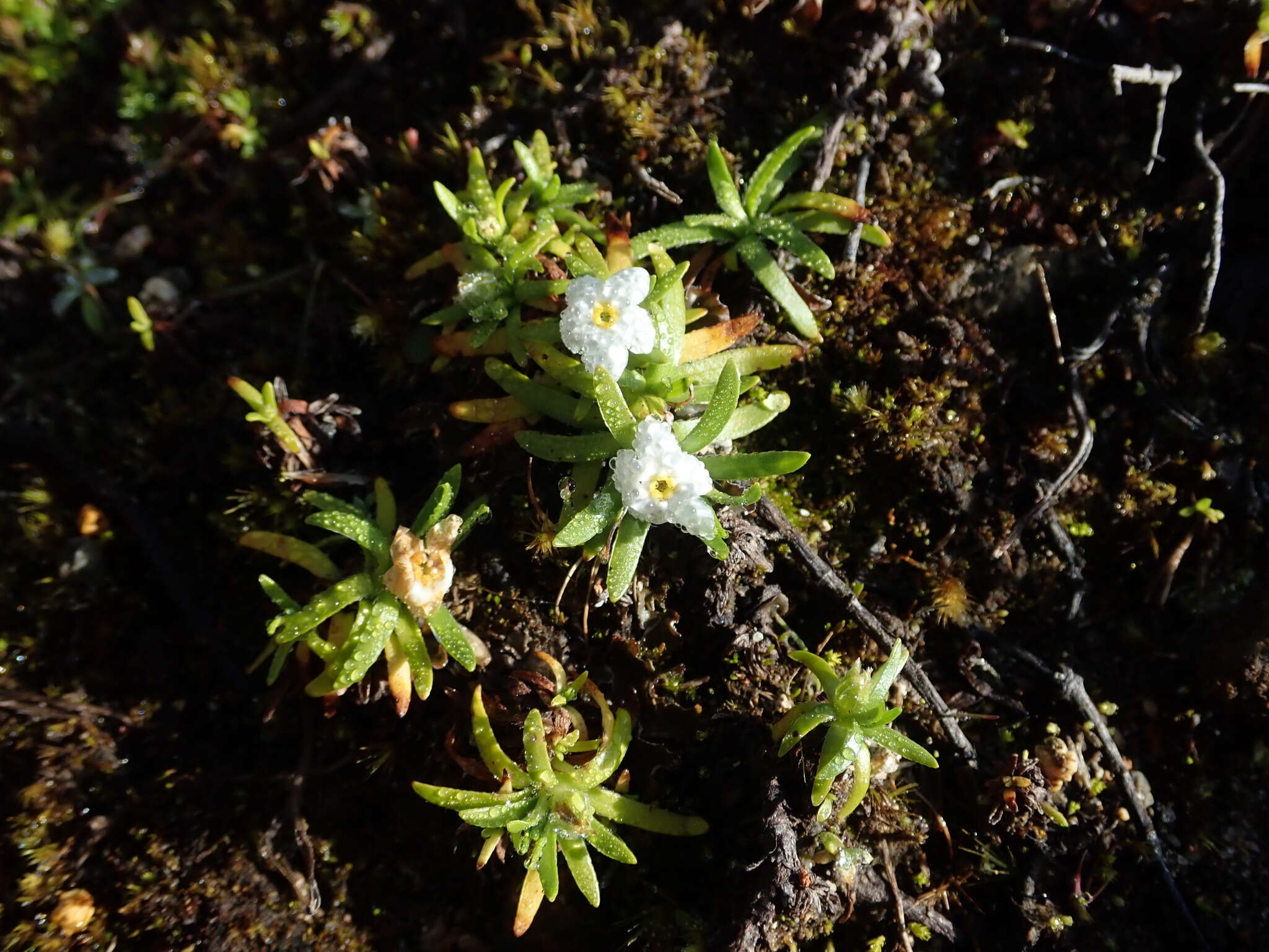 Image of Plagiobothrys linifolius (Lehm.) I. M. Johnst.