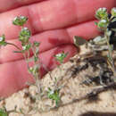 Image of Eremocarya micrantha (Torr.) Greene