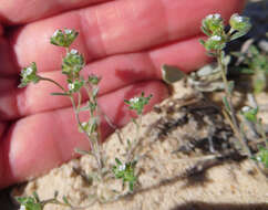 Plancia ëd Eremocarya micrantha (Torr.) Greene