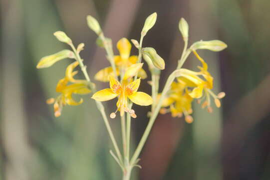 Image of Alstroemeria apertiflora Baker