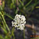 Image of Itasina filifolia (Thunb.) Raf.
