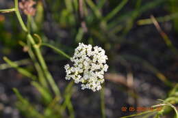 Itasina filifolia (Thunb.) Raf. resmi