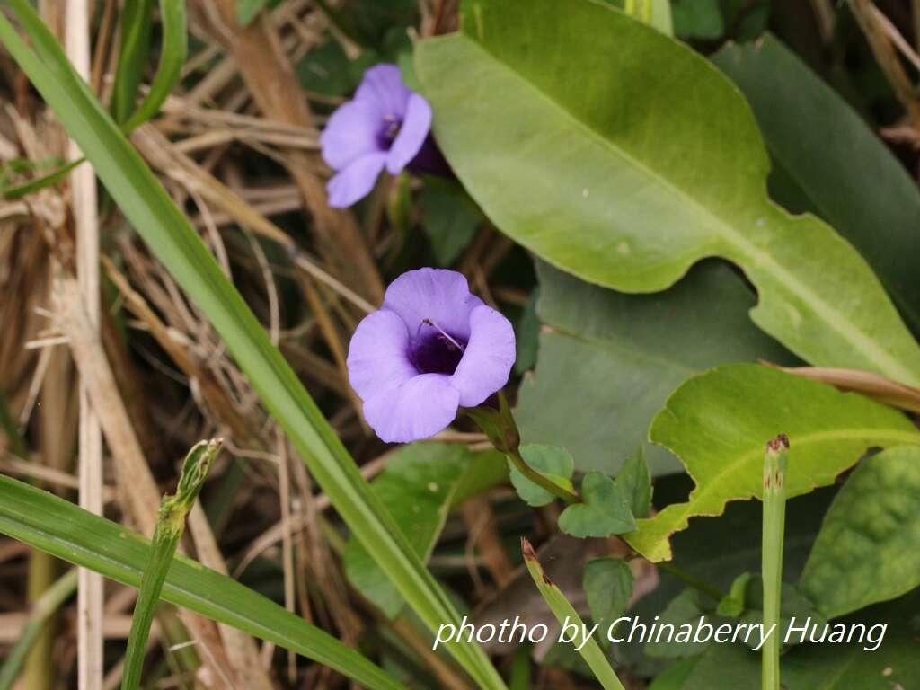 Image of Spotless Violet Torenia