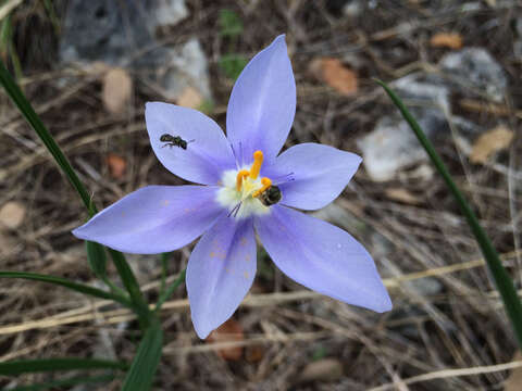 Image of Prairie pleatleaf