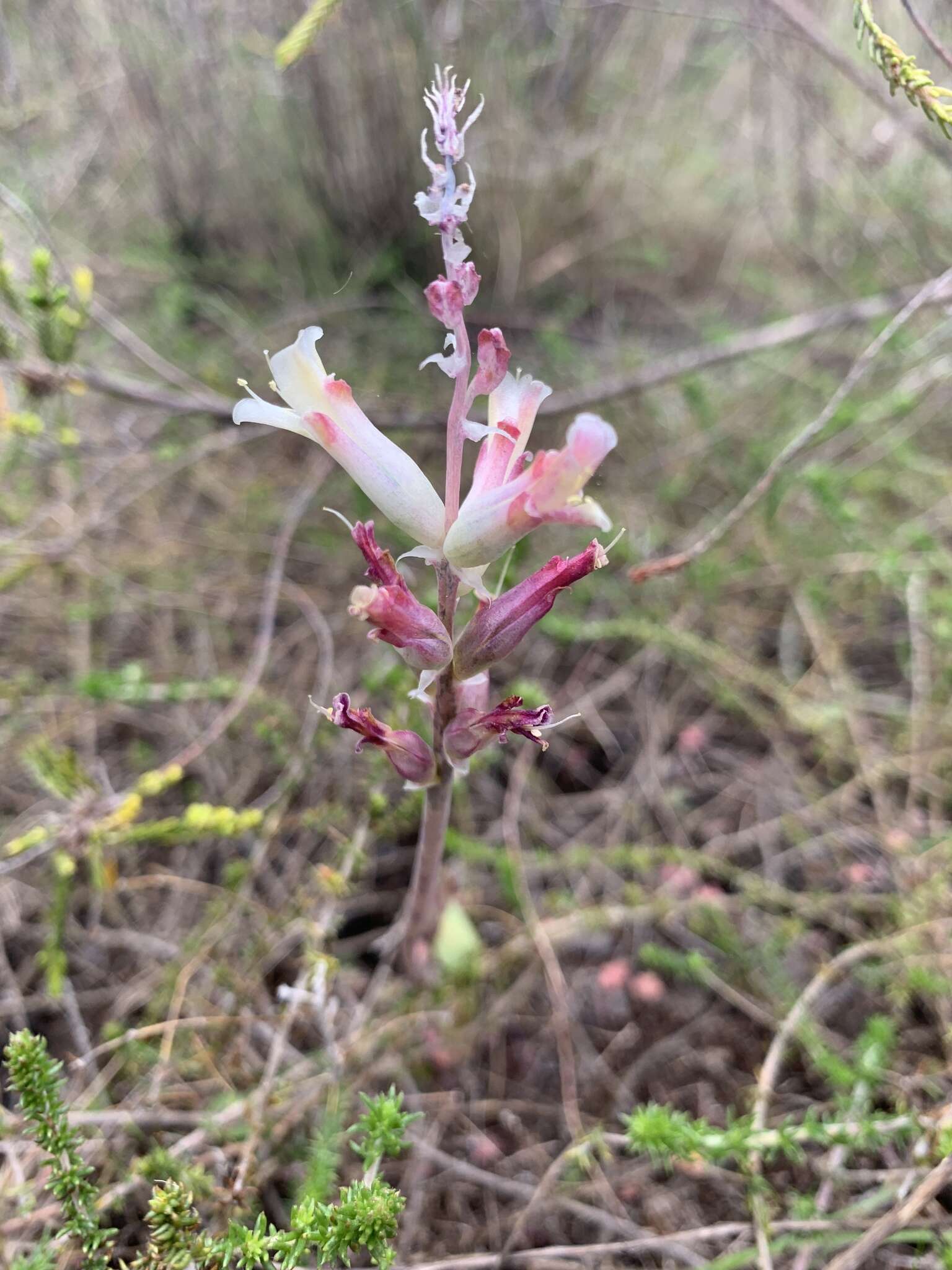 Image de Lachenalia orchioides subsp. orchioides