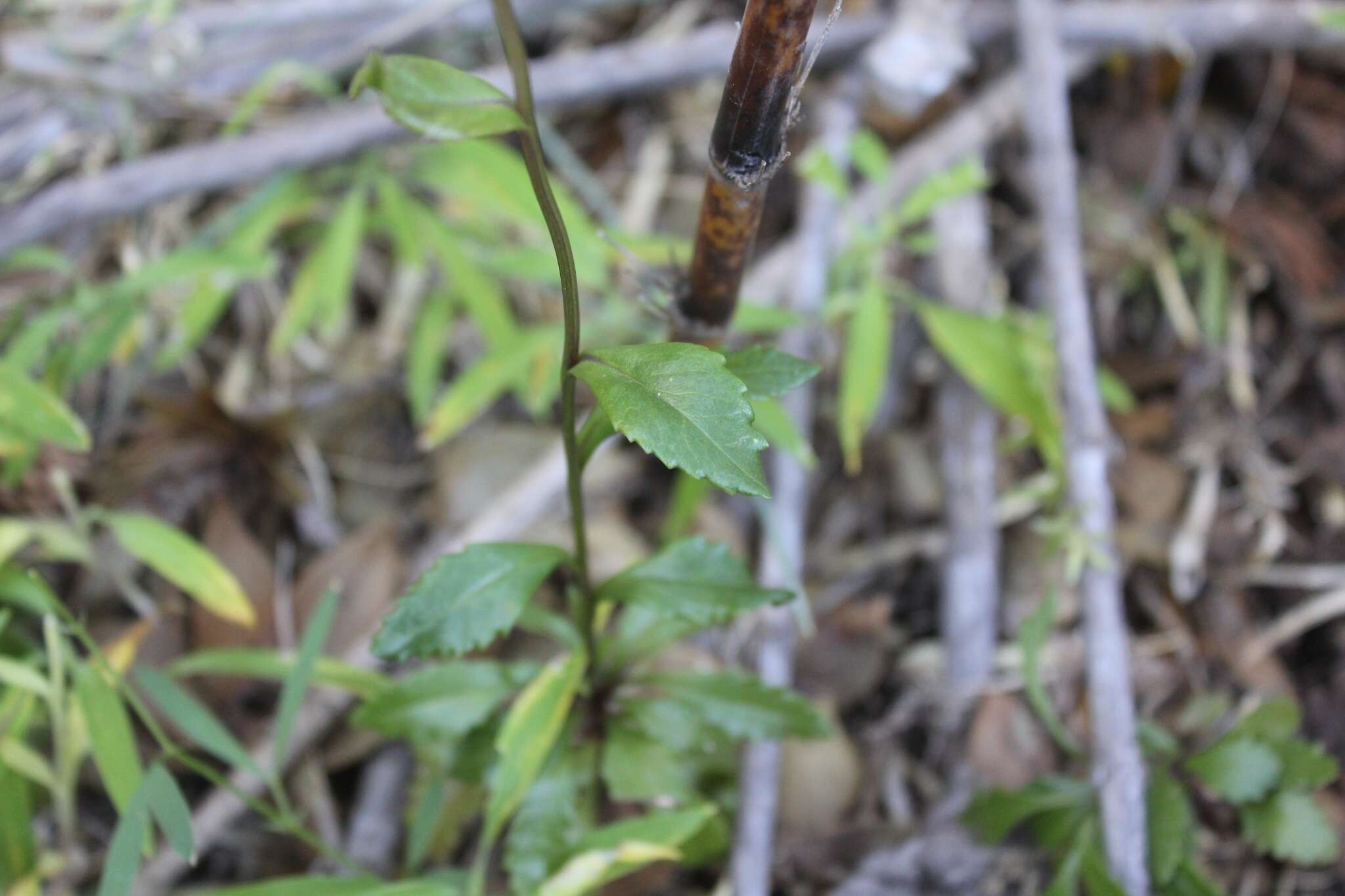 Image of Senecio pilquensis Buek