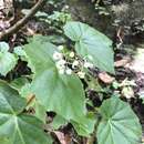 Image of Begonia dichotoma Jacq.