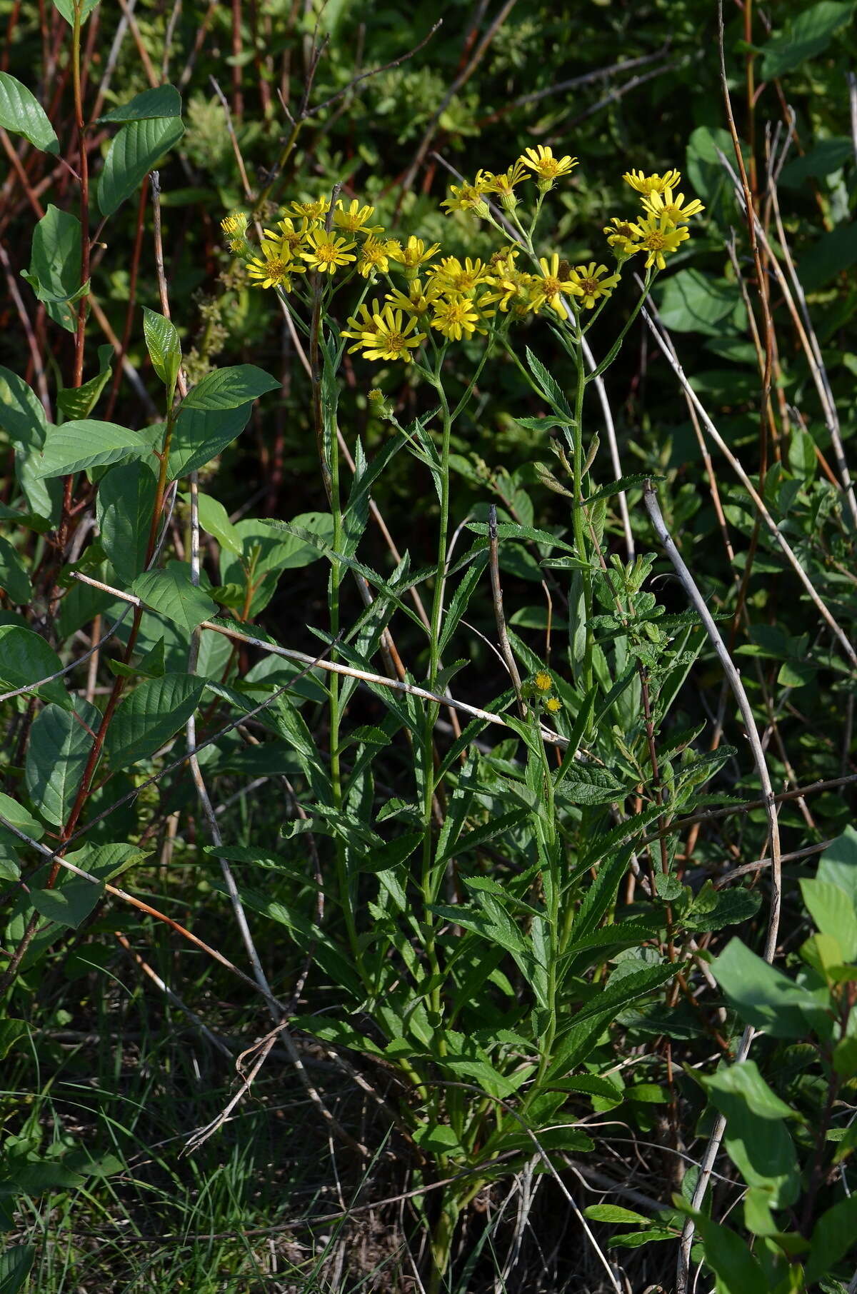 Imagem de Jacobaea paludosa subsp. paludosa