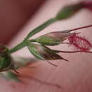 Image of basketgrass