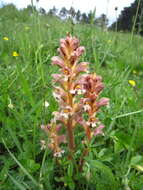 Imagem de Orobanche lutea Baumg.