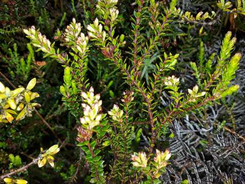 Imagem de Epacris alpina Hook. fil.