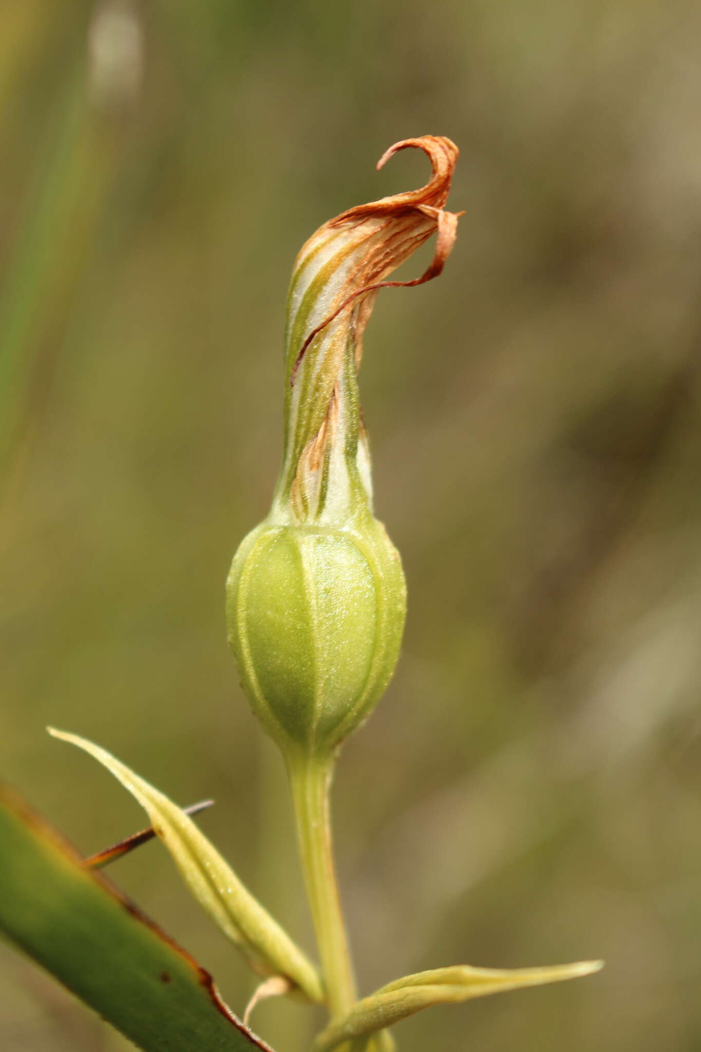 Image of Jug orchid