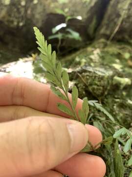 Image of Asplenium oldhamii Hance