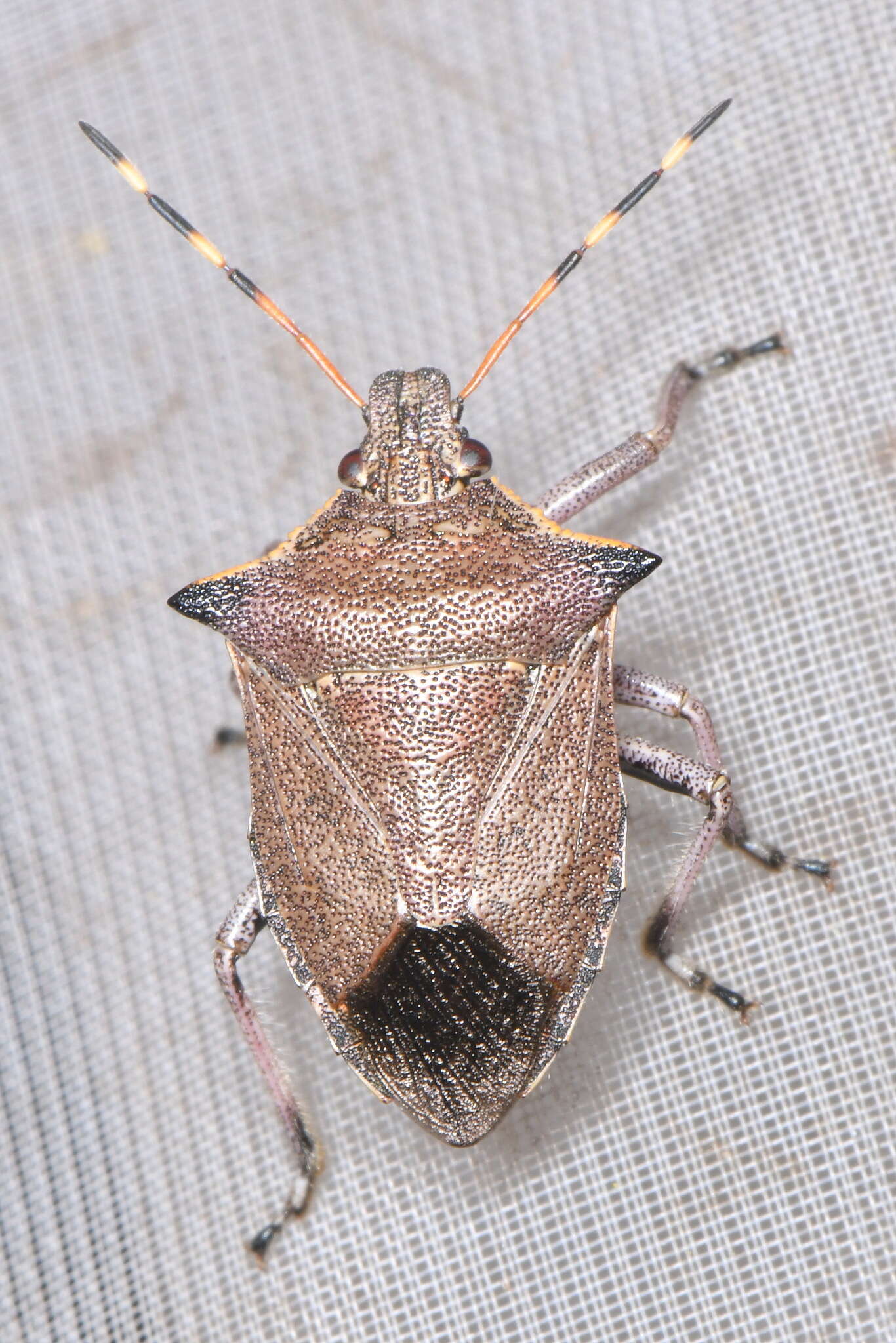 Picromerus nigridens (Fabricius 1803) resmi