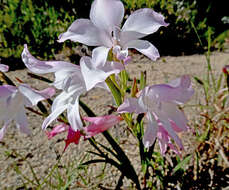 Image of Gladiolus carneus D. Delaroche