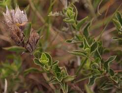 Imagem de Barleria pungens L. fil.