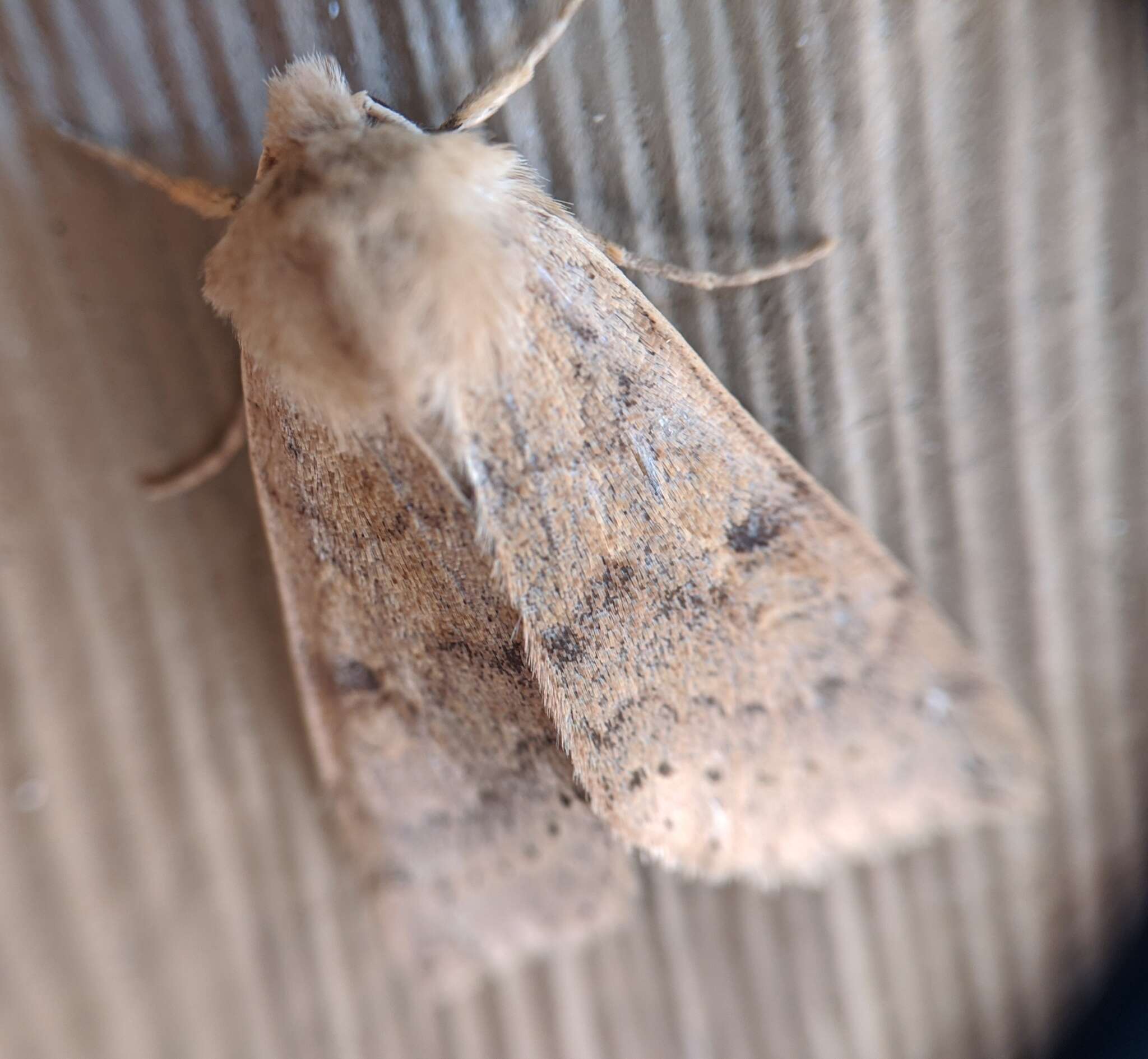 Imagem de Orthosia arthrolita Harvey 1874