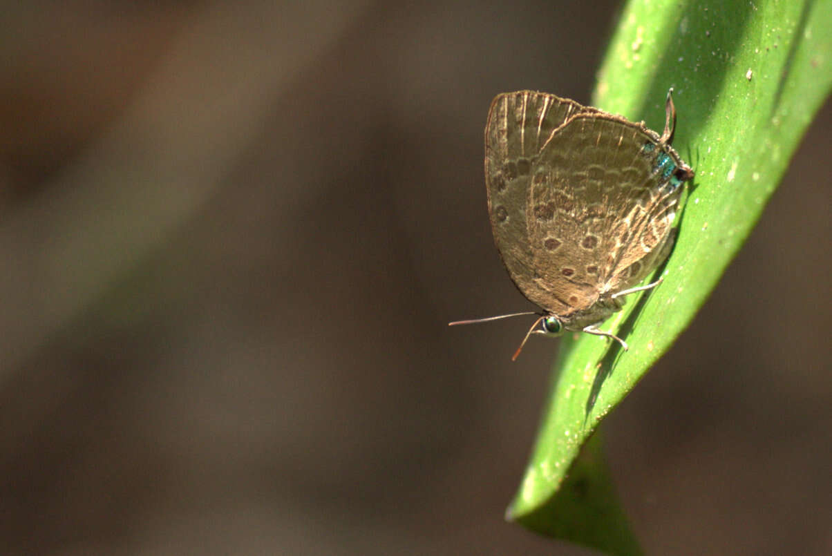 Image of Arhopala pseudomuta Staudinger 1889