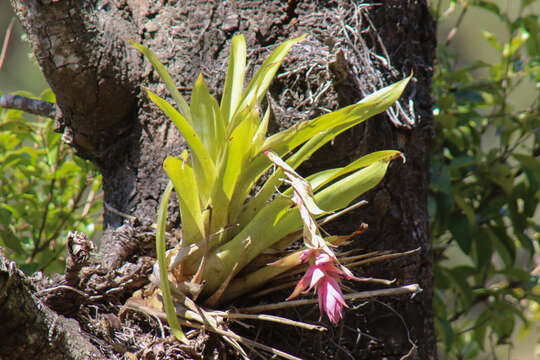 Image of Tillandsia violascens Mez