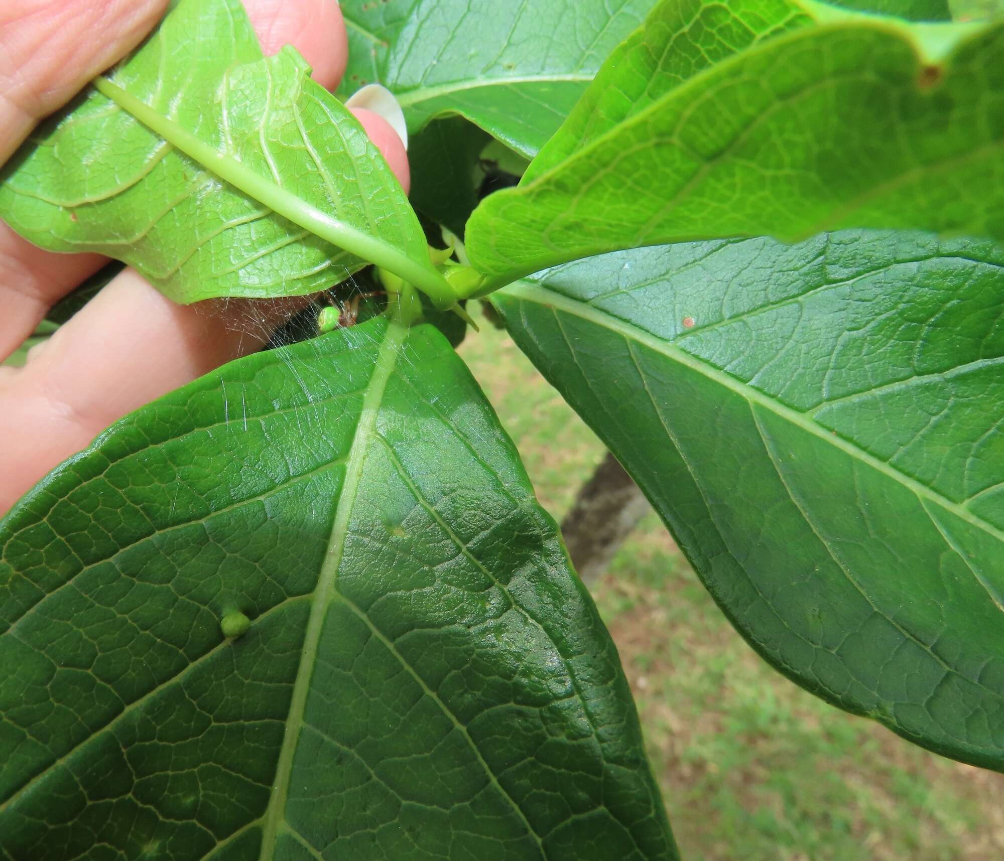 Vangueria madagascariensis J. F. Gmel. resmi